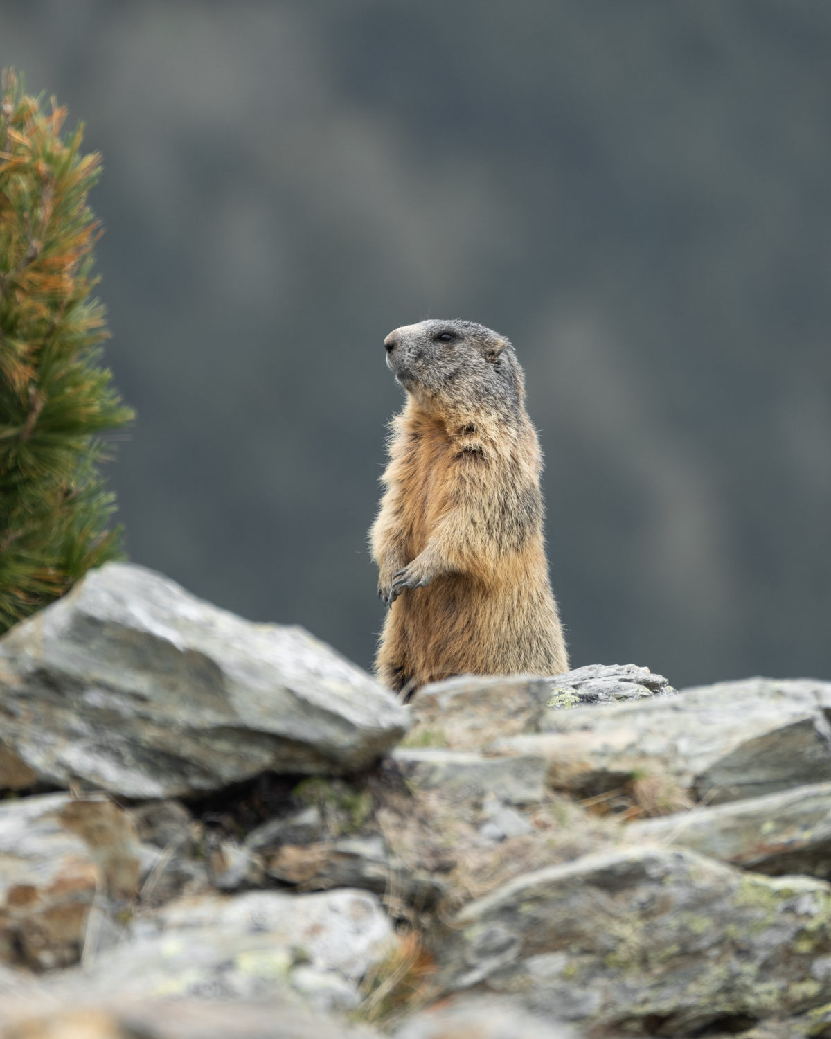 Bio Berg Shirts, Hoodies und mehr fürs Wandern, die Berge und Bergfreunde. Nachhaltiges Berg Geschenk für die Bergtour, Bergsteiger und Bergliebhaber. Personalisierte Berg Geschenke, Wander Geschenke und Geschenkideen für Bergsteiger, Wanderer und Bergfreunde. Bio Berg T-Shirt Herren und Berg T-Shirt Damen mit tollen Berg Motiven hier bestellen.